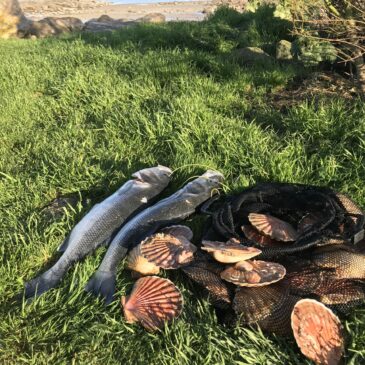 Coquilles Saint-Jacques: Fermeture de la baie de Seine